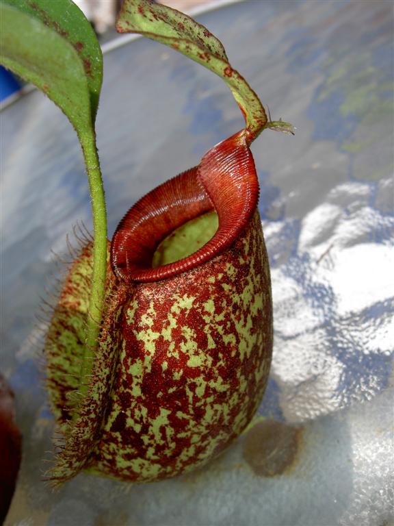 Nepenthes x hookeriana var. red mouth